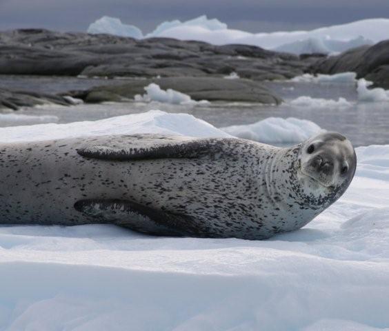 Leopard Seal Lounging