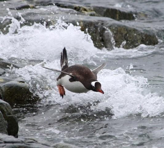 Who Says penguins don't fly