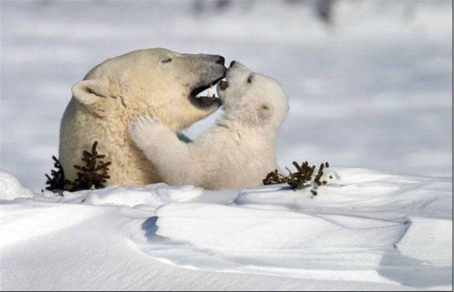 Polar Bear Connection
