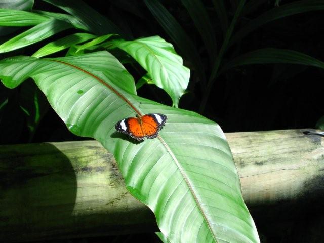 Butterfly Sanctuary