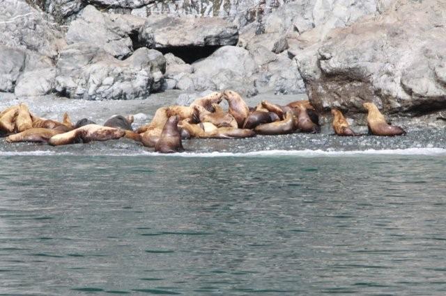 Clearly Uncivilized Sea Lions