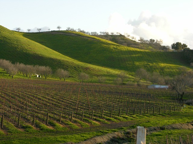 vineyards-of-central-california